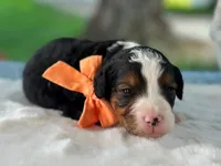 Laker, a  Bernedoodle for sale in Dunnville, KY – 4 of 4