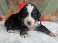 Illinois, a male Bernedoodle for sale in Dunnville, KY – 4 of 4