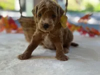 Reeces, a male Miniature Goldendoodle for sale in Dunnville, KY – 4 of 4