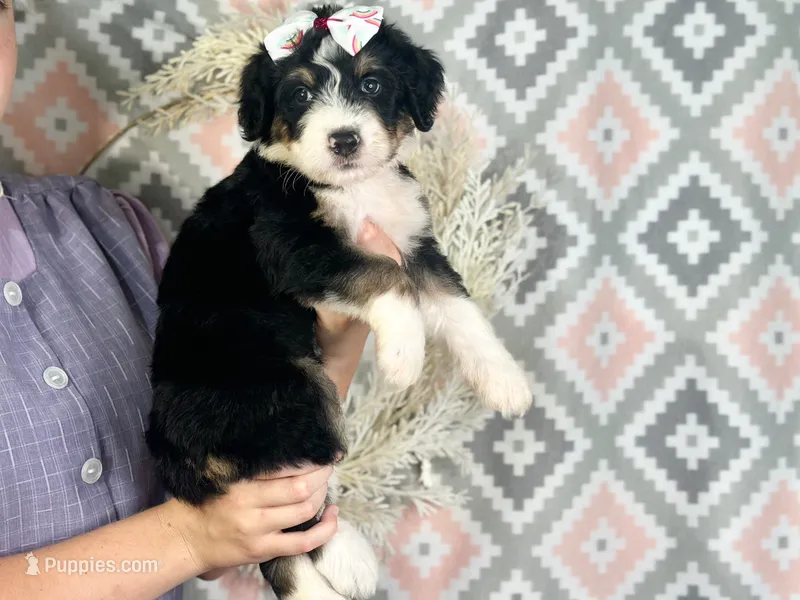 Indie – Bernedoodle puppy for sale in Dunnville, KY