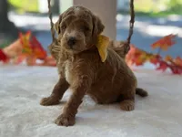 Reeces, a male Miniature Goldendoodle for sale in Dunnville, KY – 2 of 4