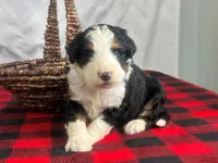 Indiana, a male Bernedoodle for sale in Dunnville, KY – Photo 1 of 4