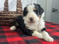 Indiana, a male Bernedoodle for sale in Dunnville, KY – Photo 4 of 4