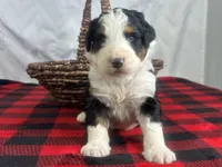 Indiana, a male Bernedoodle for sale in Dunnville, KY – Photo 3 of 4