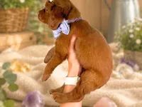 Roberta, a female Miniature Goldendoodle for sale in Dunnville, KY – 2 of 4