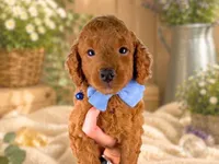 Rafael, a male Miniature Goldendoodle for sale in Dunnville, KY – 4 of 4