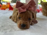 Ruthie, a female Miniature Goldendoodle for sale in Dunnville, KY – 4 of 4