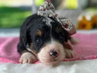 Lillie, a  Bernedoodle for sale in Dunnville, KY – 2 of 4