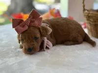 Ruthie, a female Miniature Goldendoodle for sale in Dunnville, KY – 3 of 4