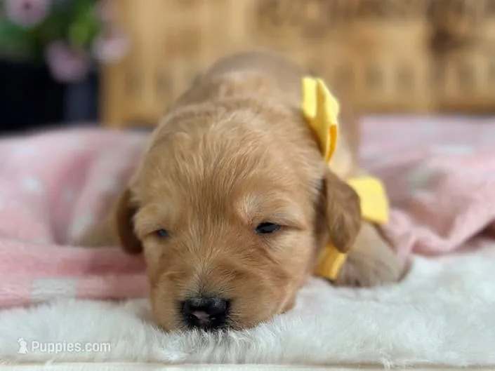 Wendelin – Goldendoodle puppy for sale in Dunnville, KY