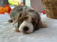 Rafael, a male Miniature Goldendoodle for sale in Dunnville, KY – 2 of 4