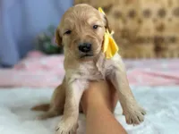 Wendelin, a female Goldendoodle for sale in Dunnville, KY – 5 of 5