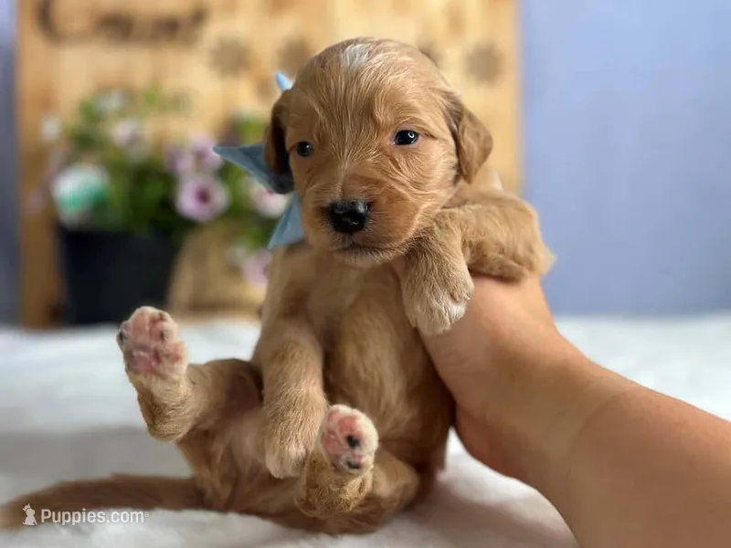 Weston – Goldendoodle puppy for sale in Dunnville, KY
