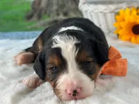 Laker, a  Bernedoodle for sale in Dunnville, KY – 1 of 4