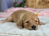 Wendelin, a female Goldendoodle for sale in Dunnville, KY – 3 of 5