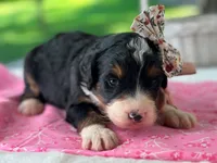 Lillie, a  Bernedoodle for sale in Dunnville, KY – 4 of 4