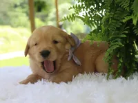 Kisha, a female Golden Retriever for sale in Dunnville, KY – 3 of 3