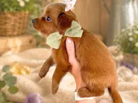  	Roxie, a female Miniature Goldendoodle for sale in Dunnville, KY – 4 of 4
