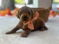 Reggie, a male Miniature Goldendoodle for sale in Dunnville, KY – 2 of 4