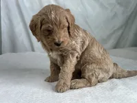 Marshal, a male Goldendoodle for sale in Dunnville, KY – Photo 2 of 4