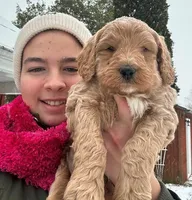 Marshal, a male Goldendoodle for sale in Dunnville, KY – Photo 4 of 4