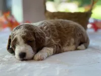 Rafael, a male Miniature Goldendoodle for sale in Dunnville, KY – 4 of 4
