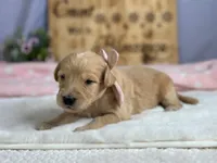 Wilhelma, a female Goldendoodle for sale in Dunnville, KY – 4 of 4