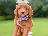 Roberta, a female Miniature Goldendoodle for sale in Dunnville, KY – 3 of 4
