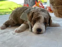 Rafael, a male Miniature Goldendoodle for sale in Dunnville, KY – 1 of 4