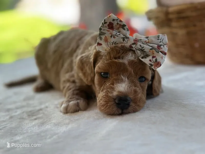Rain Bow – Miniature Goldendoodle puppy for sale in Dunnville, KY