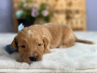 Weston, a male Goldendoodle for sale in Dunnville, KY – 3 of 4
