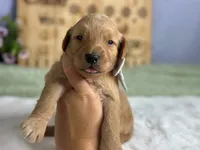 Wendell, a male Goldendoodle for sale in Dunnville, KY – 4 of 4