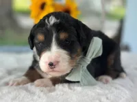 Lennox, a  Bernedoodle for sale in Dunnville, KY – 2 of 4