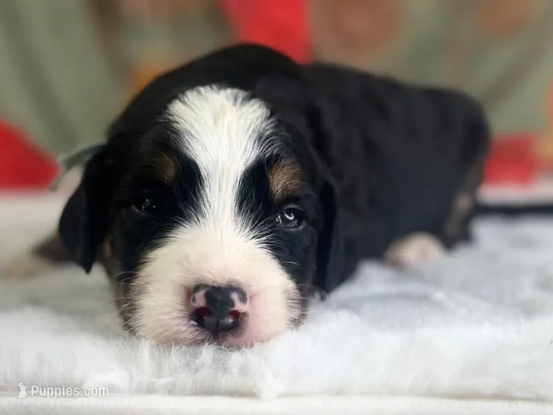 Illinois – Bernedoodle puppy for sale in Dunnville, KY