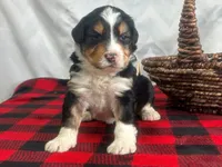 processed/a28b40fb-1920-4898-9e17-567e32a8937f/listing/9cf407af-6935-4181-a7f8-7f2e706ea4cb/3e0a6b17-1048-4f22-a689-f84288382544