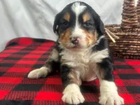 processed/a28b40fb-1920-4898-9e17-567e32a8937f/listing/9cf407af-6935-4181-a7f8-7f2e706ea4cb/7bd491ca-6bfc-4cc3-82d8-f4a87ff0aac0