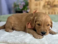 Woodland, a male Goldendoodle for sale in Dunnville, KY – 4 of 4