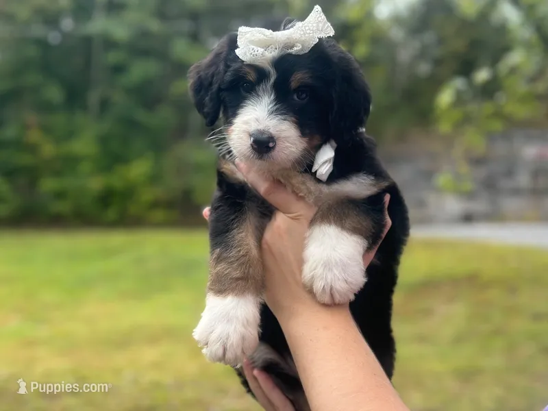 Ivanna – Bernedoodle puppy for sale in Dunnville, KY