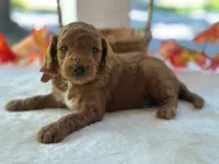 Razzle, a male Goldendoodle for sale in Dunnville, KY – 4 of 4