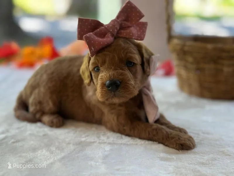Ruthie – Miniature Goldendoodle puppy for sale in Dunnville, KY
