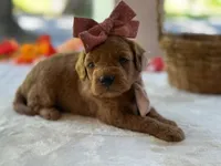 Ruthie, a female Miniature Goldendoodle for sale in Dunnville, KY – 1 of 4