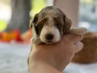 Rafael, a male Miniature Goldendoodle for sale in Dunnville, KY – 3 of 4