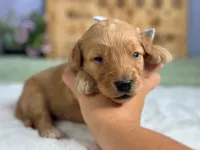 Wendell, a male Goldendoodle for sale in Dunnville, KY – 3 of 4