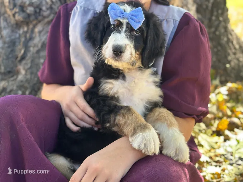 Illinois – Bernedoodle puppy for sale in Dunnville, KY