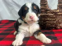 Independence, a male Bernedoodle for sale in Dunnville, KY – Photo 2 of 4