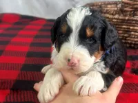 Independence, a male Bernedoodle for sale in Dunnville, KY – Photo 3 of 4