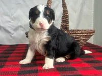 Independence, a male Bernedoodle for sale in Dunnville, KY – Photo 1 of 4