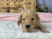 Wilhelma, a female Goldendoodle for sale in Dunnville, KY – 1 of 4