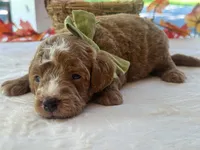 Robin Hood, a male Miniature Goldendoodle for sale in Dunnville, KY – 3 of 4