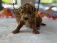 Reeces, a male Miniature Goldendoodle for sale in Dunnville, KY – 1 of 4